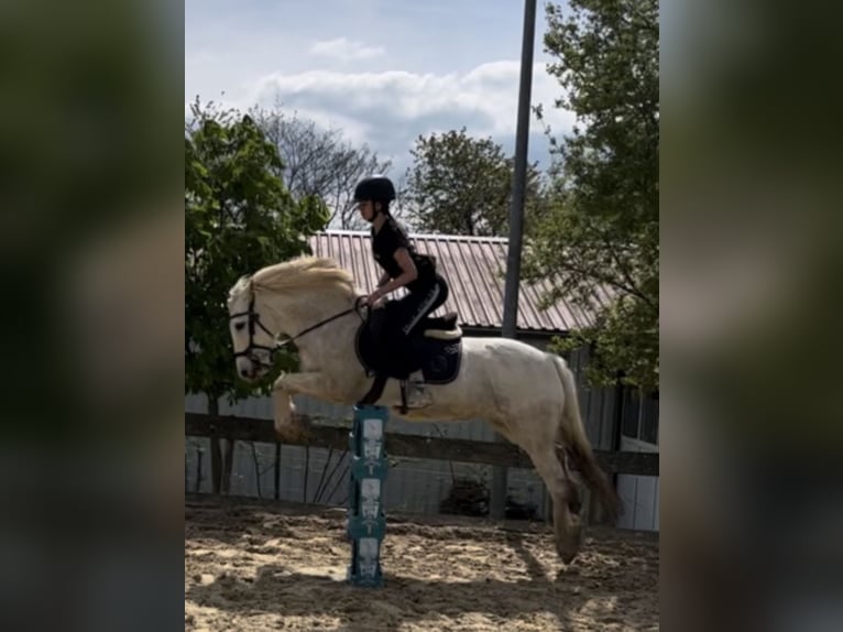 Weitere Warmblüter Stute 18 Jahre 140 cm Schimmel in Lettweiler