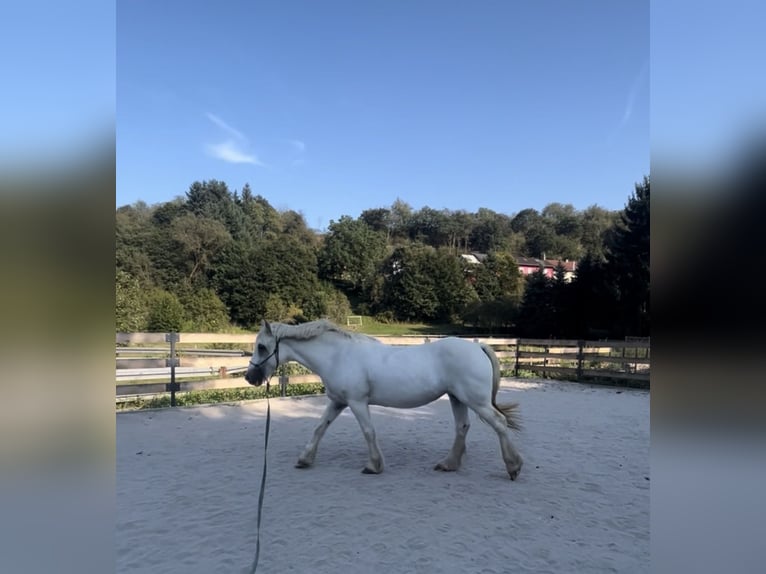 Weitere Warmblüter Stute 18 Jahre 140 cm Schimmel in Lettweiler