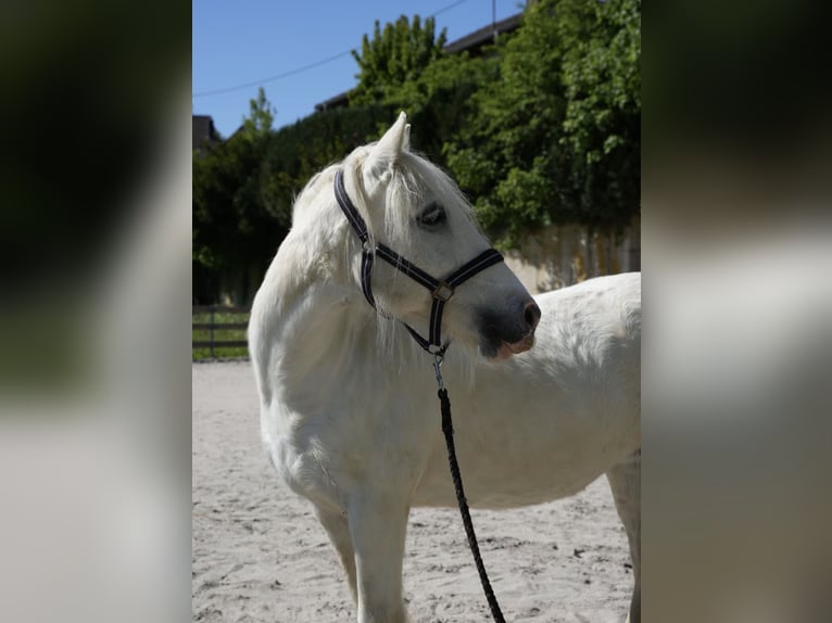 Weitere Warmblüter Stute 18 Jahre 140 cm Schimmel in Lettweiler