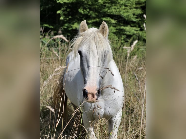 Weitere Warmblüter Stute 18 Jahre 140 cm Schimmel in Lettweiler