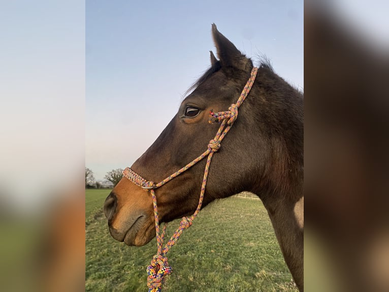 Weitere Warmblüter Stute 18 Jahre 160 cm Dunkelbrauner in Bornheim