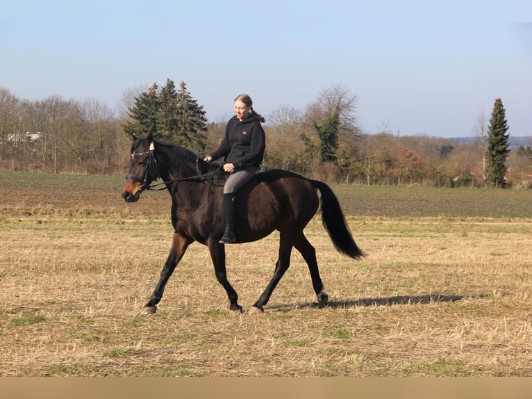 Weitere Warmblüter Stute 18 Jahre 160 cm Dunkelbrauner in Bornheim