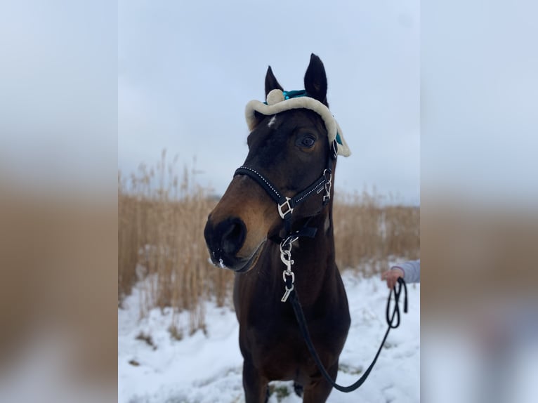 Weitere Warmblüter Stute 18 Jahre 160 cm Dunkelbrauner in Bornheim