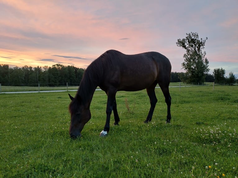 Weitere Warmblüter Stute 18 Jahre 165 cm Dunkelbrauner in Rott am Inn