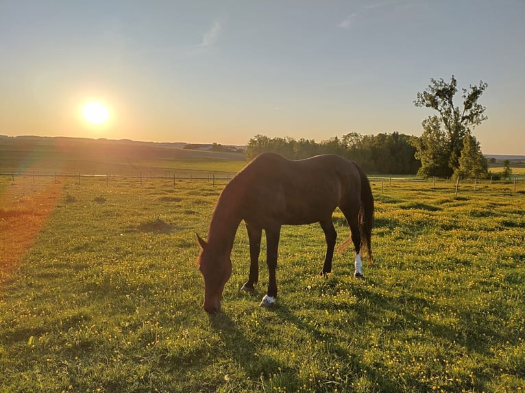 Weitere Warmblüter Stute 18 Jahre 165 cm Dunkelbrauner in Rott am Inn