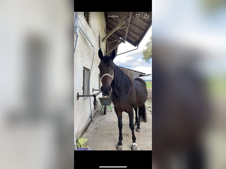 Weitere Warmblüter Stute 18 Jahre 165 cm Dunkelbrauner in Rott am Inn