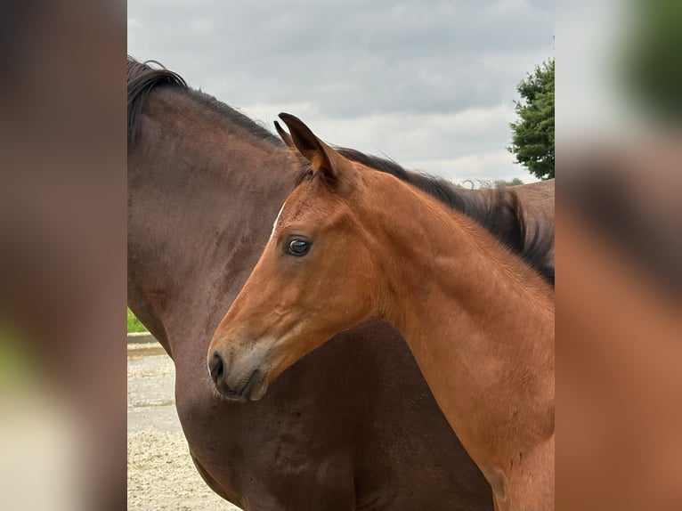 Weitere Warmblüter Stute 18 Jahre 168 cm Dunkelfuchs in Winsen (Luhe)