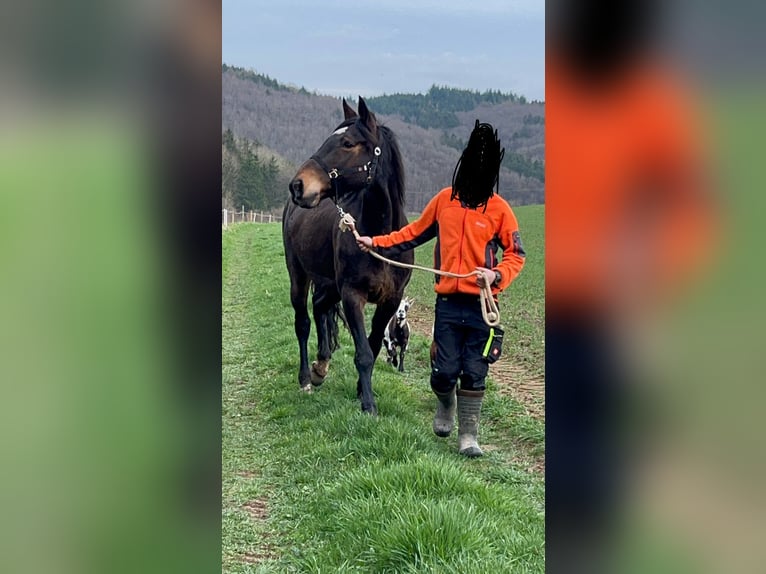 Weitere Warmblüter Mix Stute 18 Jahre 170 cm Dunkelbrauner in Berenbach