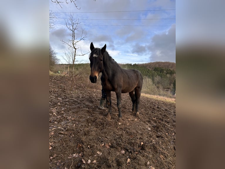 Weitere Warmblüter Mix Stute 18 Jahre 170 cm Dunkelbrauner in Berenbach