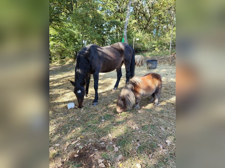 Weitere Warmblüter Mix Stute 18 Jahre 170 cm Dunkelbrauner in Berenbach