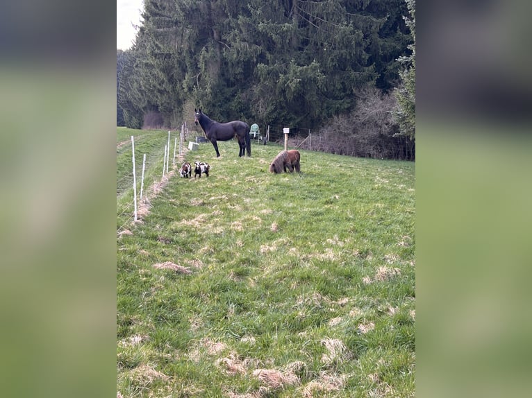 Weitere Warmblüter Mix Stute 18 Jahre 170 cm Dunkelbrauner in Berenbach