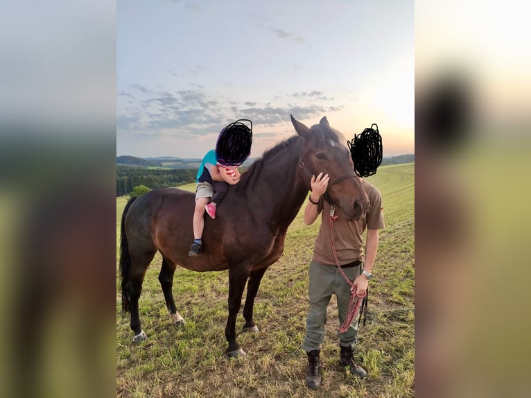 Weitere Warmblüter Mix Stute 18 Jahre 170 cm Dunkelbrauner in Berenbach