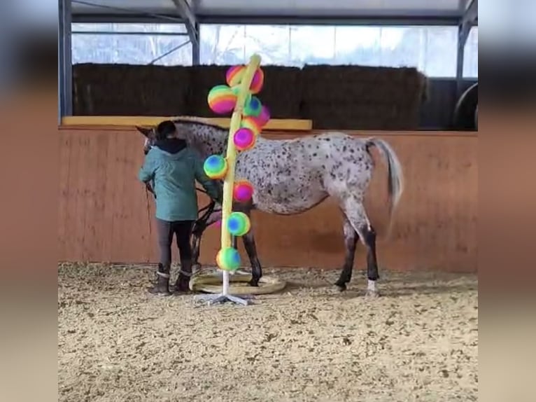 Weitere Warmblüter Stute 19 Jahre 156 cm Tigerschecke in Beckingen