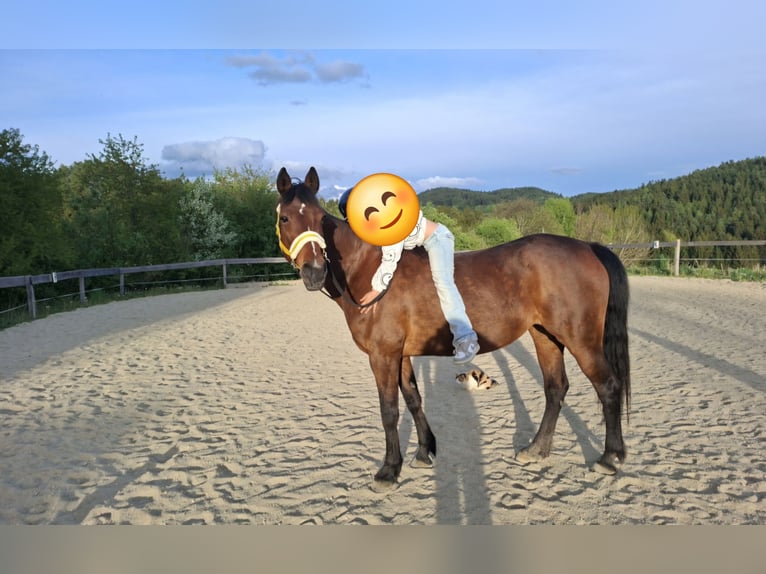 Weitere Warmblüter Mix Stute 19 Jahre 160 cm Brauner in Lasberg