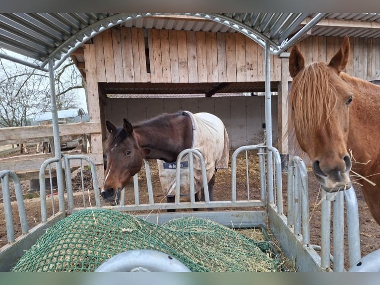 Weitere Warmblüter Mix Stute 19 Jahre 160 cm Brauner in Lasberg