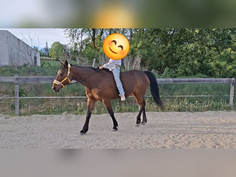 Weitere Warmblüter Mix Stute 19 Jahre 160 cm Brauner in Lasberg