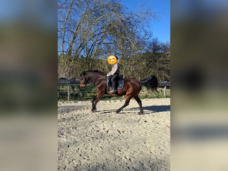 Weitere Warmblüter Mix Stute 19 Jahre 160 cm Brauner in Lasberg