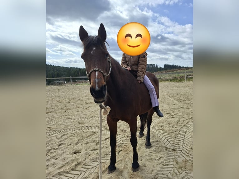 Weitere Warmblüter Mix Stute 19 Jahre 160 cm Brauner in Lasberg