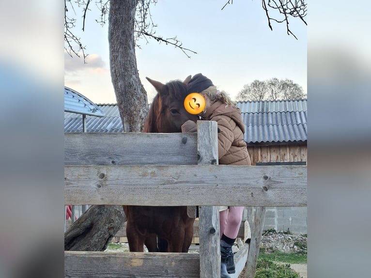 Weitere Warmblüter Mix Stute 19 Jahre 160 cm Brauner in Lasberg