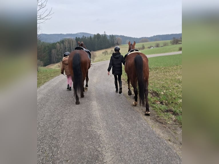 Weitere Warmblüter Mix Stute 19 Jahre 160 cm Brauner in Lasberg