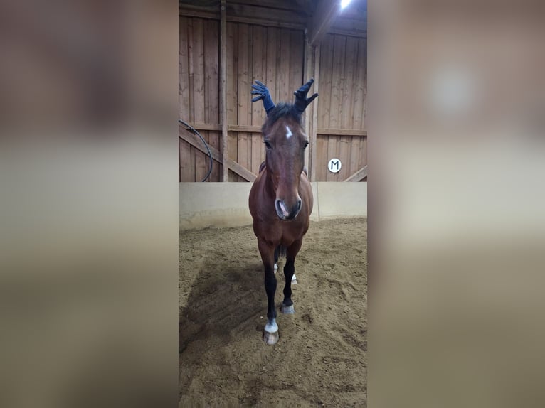 Weitere Warmblüter Mix Stute 19 Jahre 165 cm Brauner in Löhnberg