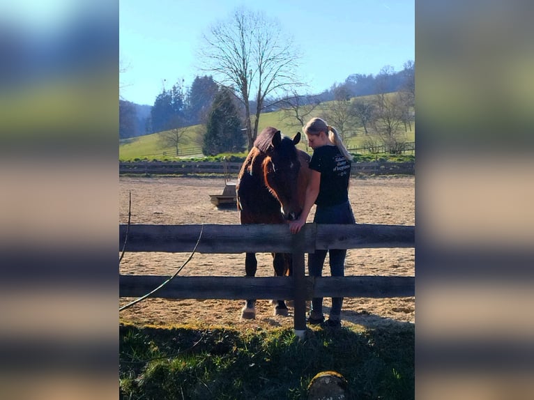Weitere Warmblüter Mix Stute 19 Jahre 165 cm Brauner in Löhnberg