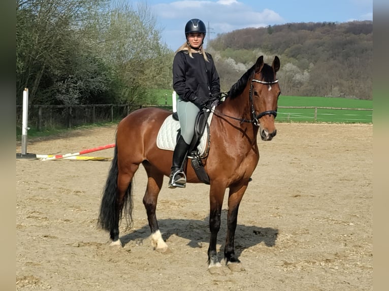 Weitere Warmblüter Mix Stute 19 Jahre 165 cm Brauner in Löhnberg