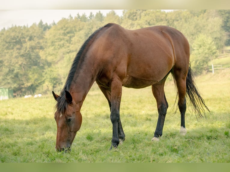 Weitere Warmblüter Mix Stute 19 Jahre 165 cm Brauner in Löhnberg