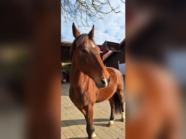 Weitere Warmblüter Mix Stute 19 Jahre 165 cm Brauner in Löhnberg