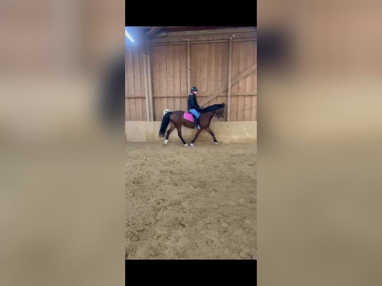 Weitere Warmblüter Mix Stute 19 Jahre 165 cm Brauner in Löhnberg