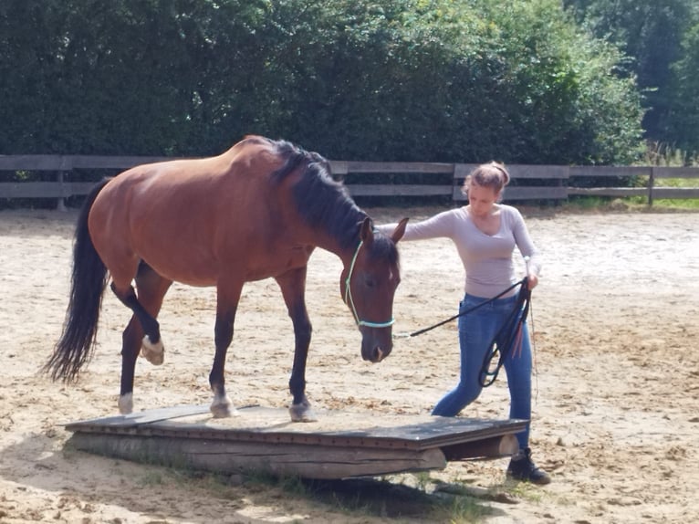 Weitere Warmblüter Mix Stute 19 Jahre 165 cm Brauner in Löhnberg