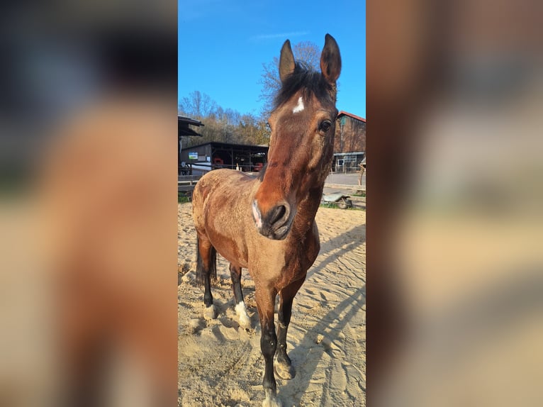Weitere Warmblüter Mix Stute 19 Jahre 165 cm Brauner in Löhnberg