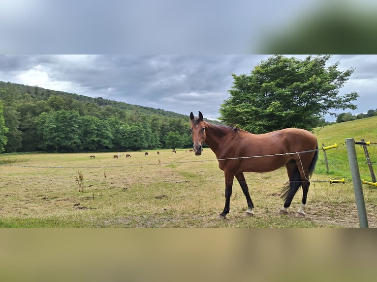 Weitere Warmblüter Mix Stute 19 Jahre 165 cm Brauner in Löhnberg