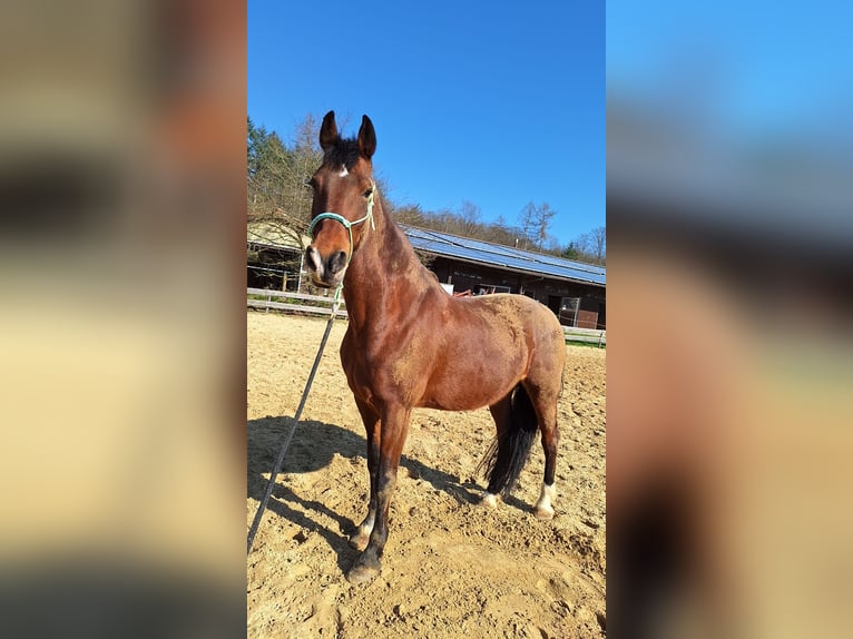 Weitere Warmblüter Mix Stute 19 Jahre 165 cm Brauner in Löhnberg