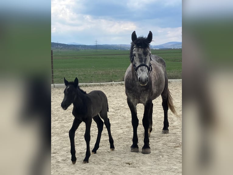 Weitere Warmblüter Stute 1 Jahr 120 cm Kann Schimmel werden in Bad Vöslau