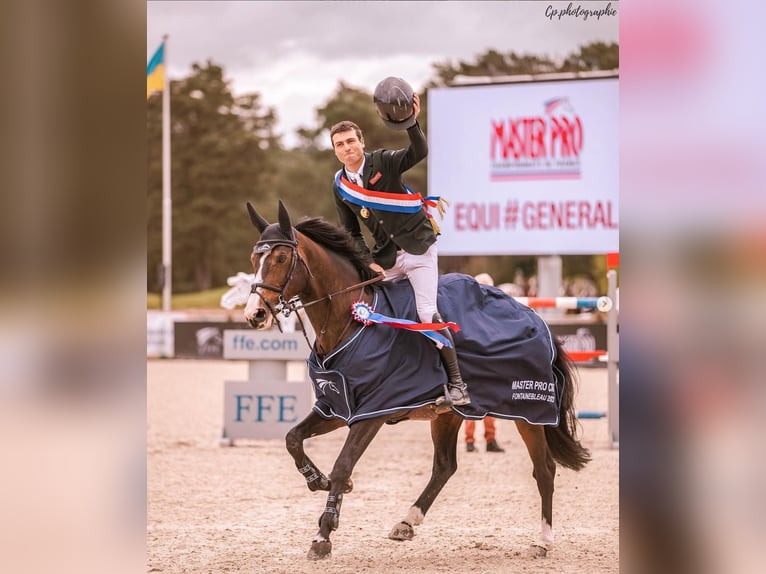Weitere Warmblüter Mix Stute 1 Jahr 125 cm Rotbrauner in Ruse