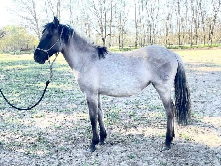 Weitere Warmblüter Stute 1 Jahr 150 cm Buckskin in Lajosmizse