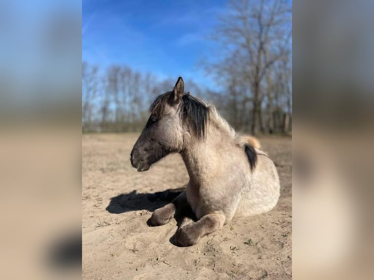 Weitere Warmblüter Stute 1 Jahr 150 cm Buckskin in Lajosmizse