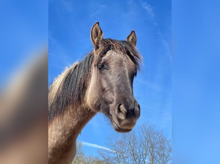Weitere Warmblüter Stute 1 Jahr 150 cm Buckskin in Lajosmizse