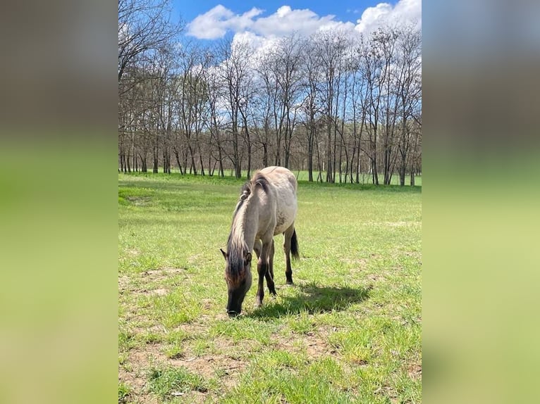 Weitere Warmblüter Stute 1 Jahr 150 cm Buckskin in Lajosmizse