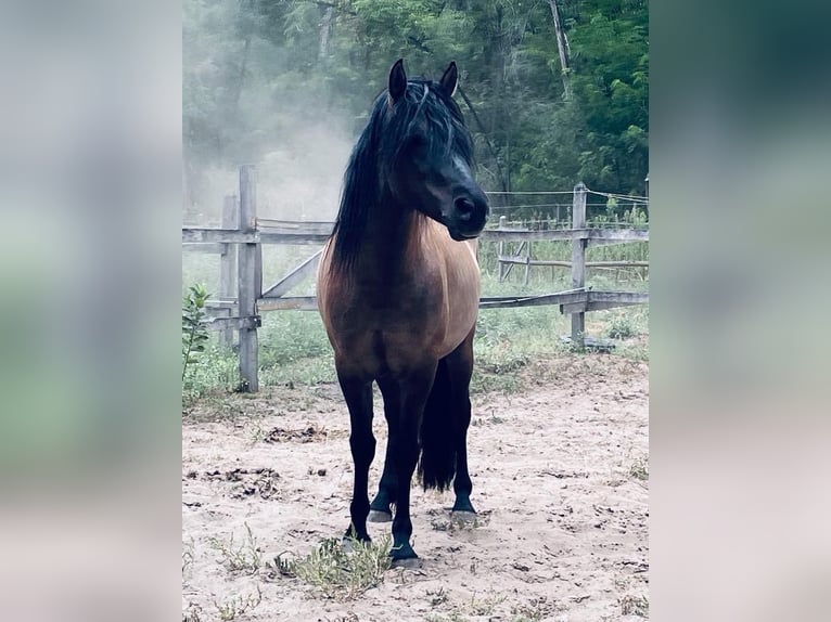 Weitere Warmblüter Stute 1 Jahr 150 cm Buckskin in Lajosmizse