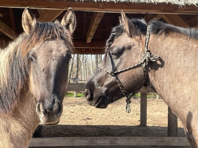 Weitere Warmblüter Stute 1 Jahr 150 cm Buckskin in Lajosmizse