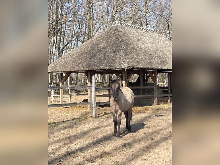 Weitere Warmblüter Stute 1 Jahr 150 cm Buckskin in Lajosmizse