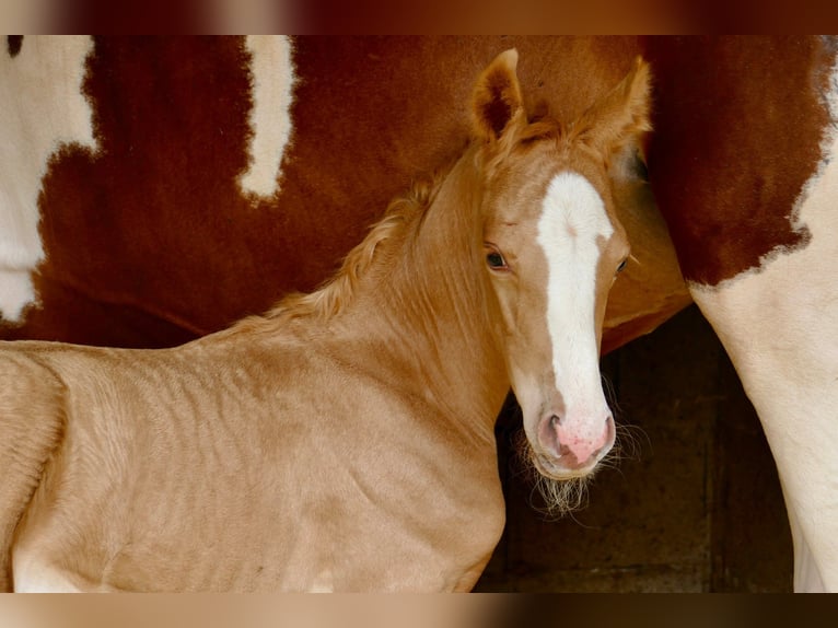 Weitere Warmblüter Stute 1 Jahr 150 cm Palomino in Borgentreich