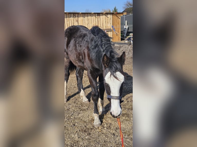 Weitere Warmblüter Mix Stute 1 Jahr 158 cm Rappe in Wolfsburg