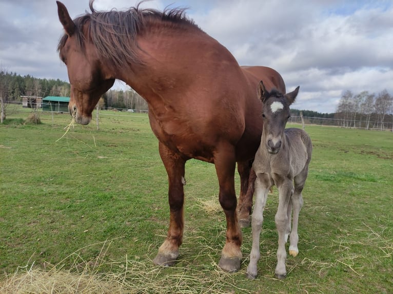 Weitere Warmblüter Mix Stute 1 Jahr 165 cm Rappe in Schweiggers