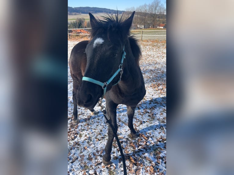 Weitere Warmblüter Mix Stute 1 Jahr 165 cm Rappe in Schweiggers