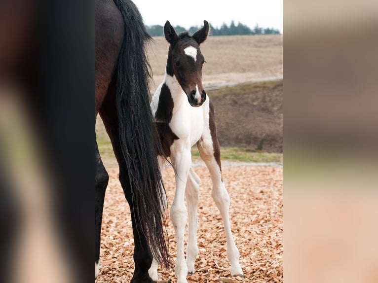 Weitere Warmblüter Stute 1 Jahr 165 cm Schecke in Sieghartsreith