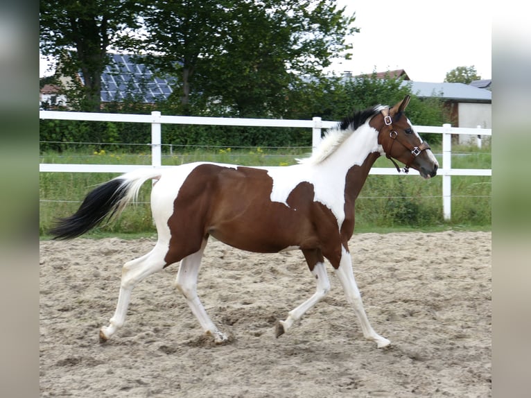 Weitere Warmblüter Stute 1 Jahr 166 cm Schecke in Borgentreich