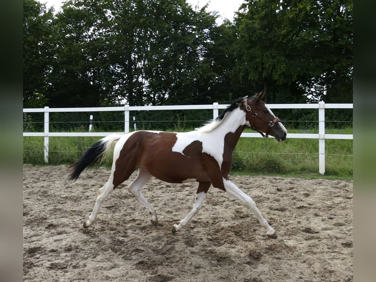 Weitere Warmblüter Stute 1 Jahr 166 cm Schecke in Borgentreich